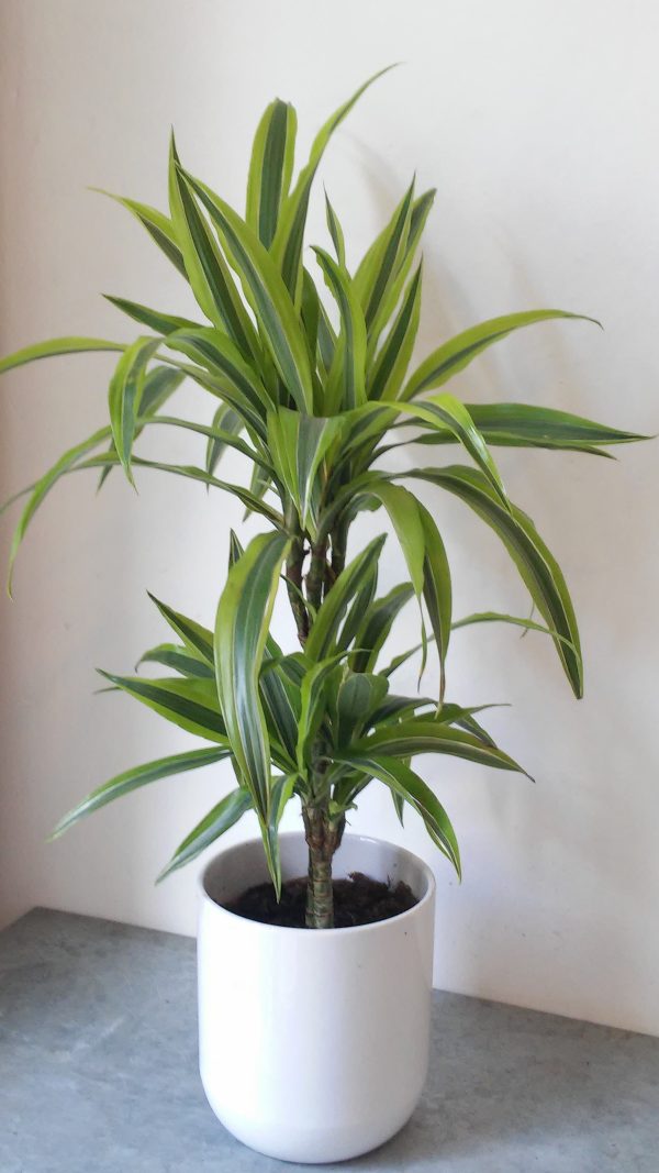 Dracaena