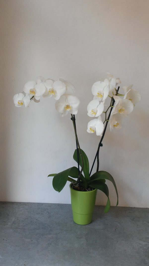 Phalenopsis