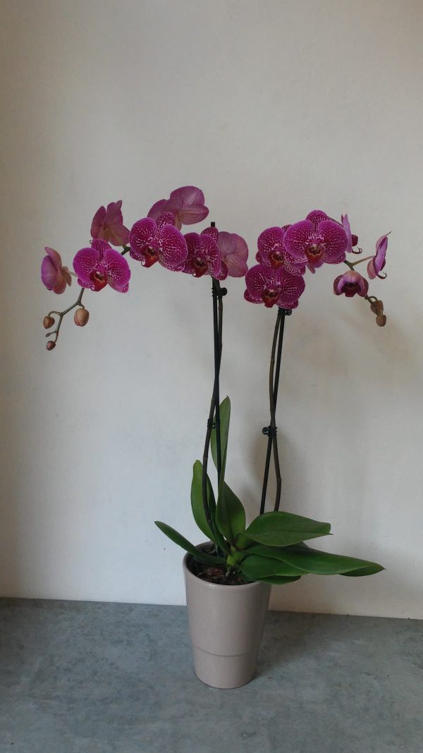 Phalenopsis rosa