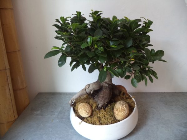 ficus ginseng